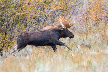 Moose Bull Run