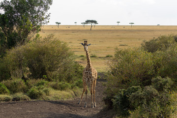 Giraffe