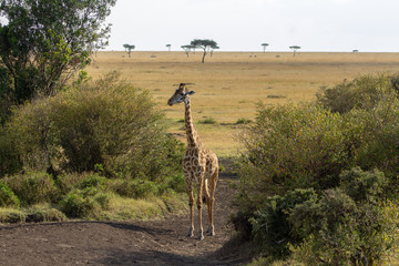 Giraffe