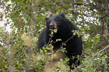 Black Bear