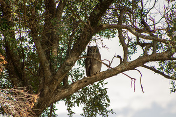 Owl
