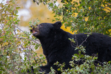 Black Bear