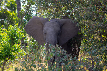 African Elephant