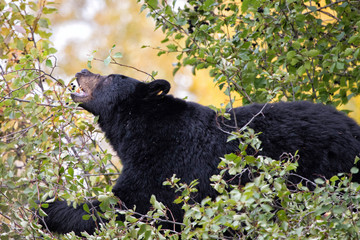 Black Bear