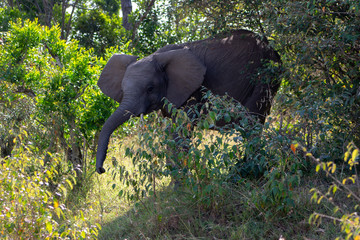 African Elephant