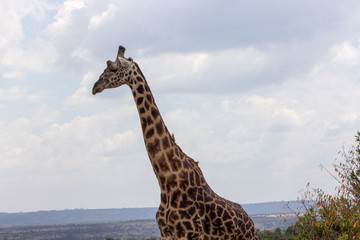 Giraffe Profile