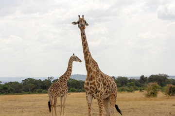 Two Giraffes
