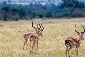 Three Impalas