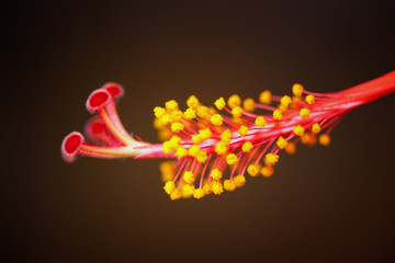 Hibiscus Sexual Organs