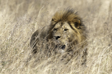 Lion male protrait