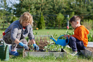 Caucasian grandma and grandson handling plants together at personal plot.