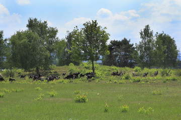 Obraz premium Ziegen auf der Weige in den Sanddünen von Sandweier - Baden-Baden