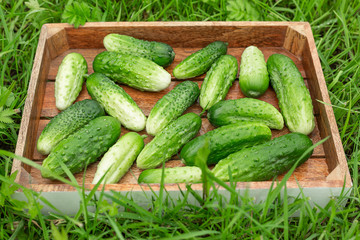 Fresh cucumbers in the box on the green grass. Copy space