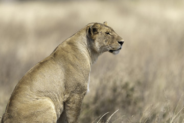 Lion female in Tanzania