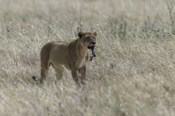 Fototapeta na wymiar Lion female in Tanzania