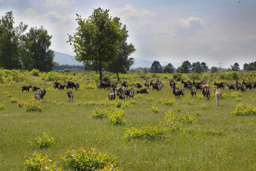 Ziegen auf der Weige in den Sanddünen von Sandweier - Baden-Baden