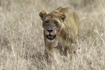 Lion female in Tanzania