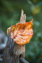 Fall Poplar Leaf on Wood Skeleton