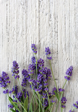 Fototapeta Lavender background vertical top view