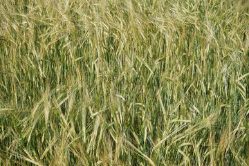 Barley field in summer,