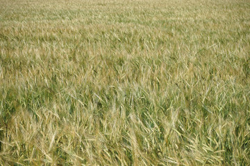 Barley field in summer,
