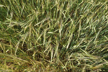 Barley field top view.