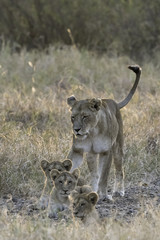 Lion female with 4 cubs