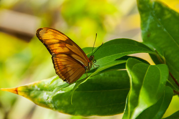 A beleza das cores e padrão de uma borboleta
