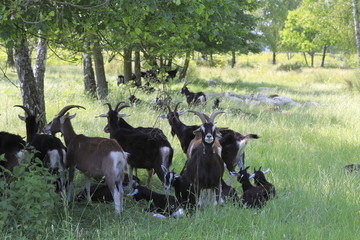 Ziegen auf der Weige in den Sanddünen von Sandweier - Baden-Baden