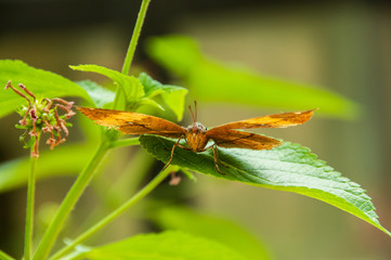 A beleza das cores e padrão de uma borboleta
