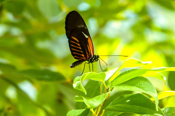 A beleza das cores e padrão de uma borboleta