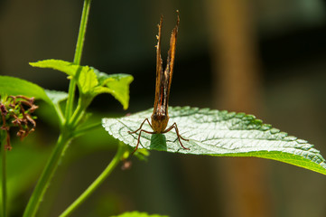Obraz premium A beleza das cores e padrão de uma borboleta Kallima Inachus