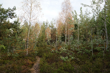 Obraz premium Drought in forest during summer.