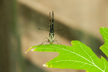 A beleza das cores e padrão de uma borboleta