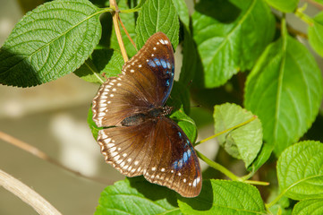A beleza das cores e padrão de uma borboleta