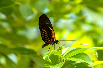 A beleza das cores e padrão de uma borboleta