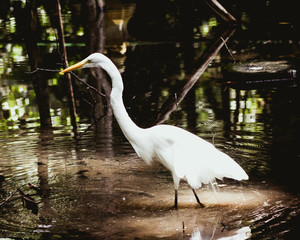 Garça da Amazônia