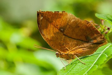 Fototapeta na wymiar A beleza das cores e padrão de uma borboleta Kallima Inachus