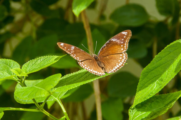 A beleza das cores e padrão de uma borboleta