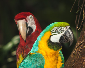 Arara juba and Arara