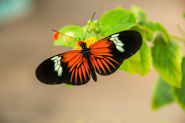 Fototapeta na wymiar A beleza das cores e padrão de uma borboleta