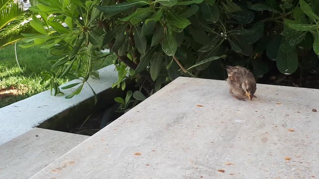 little sparrow in the garden