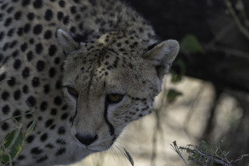 Cheetah in Tanzania Serengeti