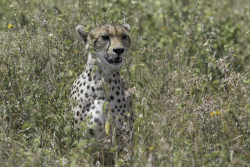 Cheetah in Tanzania Serengeti