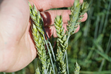 Farmer hand keep green wheat spikelet.