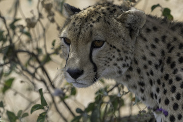 Cheetah in Tanzania Serengeti