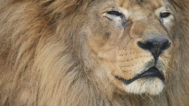 4k close up of Lion looking off camera and then turns head to camera.