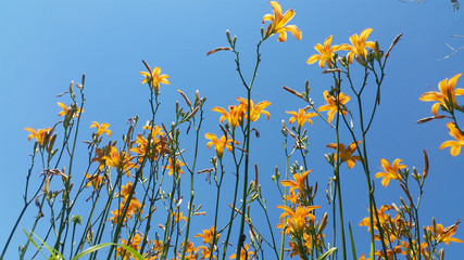 In den  Himmel wachsende Taglilien  © air4004