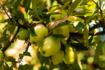 The bench with  apples in a sunny, summer  day.