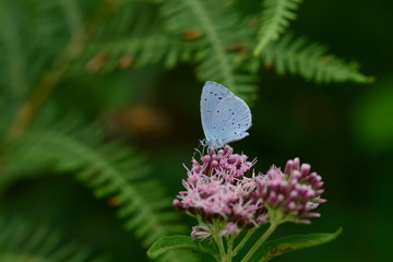 Holy Blue Butterfly, U.K.
Summer insect.